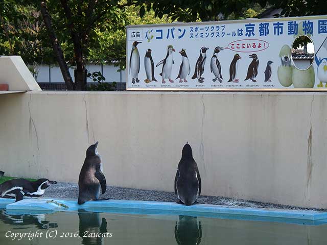 kyoto_zoo11.jpg